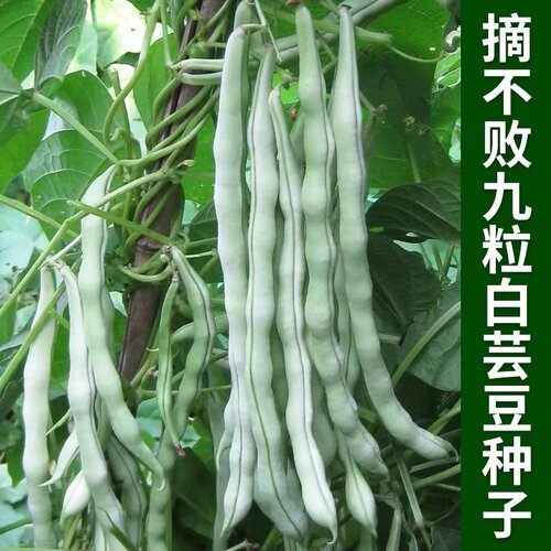 九粒白芸豆种子孑早熟