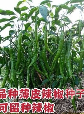 湖南本地辣椒种子高产早熟可留种香辣老品种农家蔬菜庭院盆栽种植