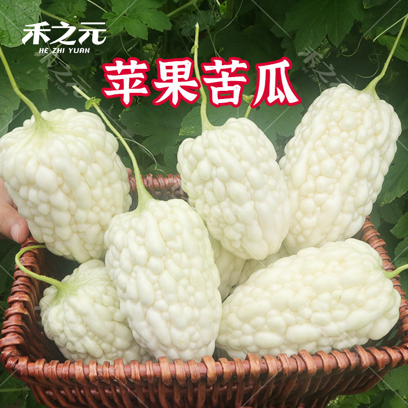 永红苹果苦瓜种子白苦瓜种籽