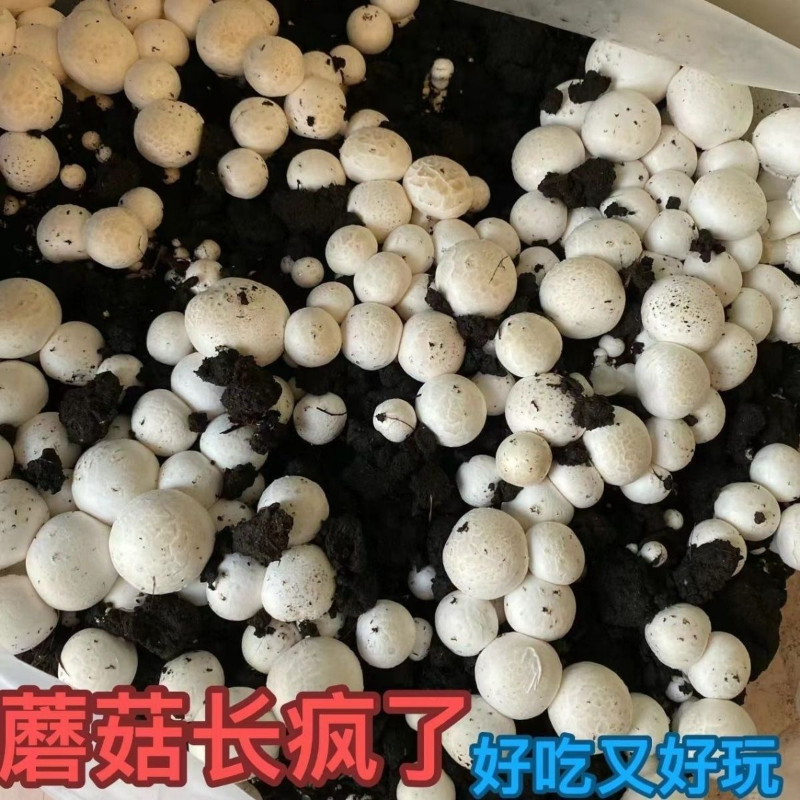 喷水就出菇不挑土壤四季种植