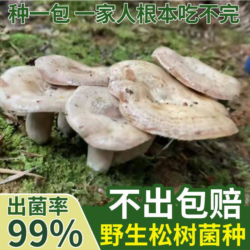 家种野生松树菌菌种乌枞菌黄枞菌红蘑菇菌室内盆栽种植松菌菌种
