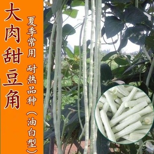 大肉甜豆角白豆角肉厚油白型夏季抗热播种高产特长农家蔬菜种子