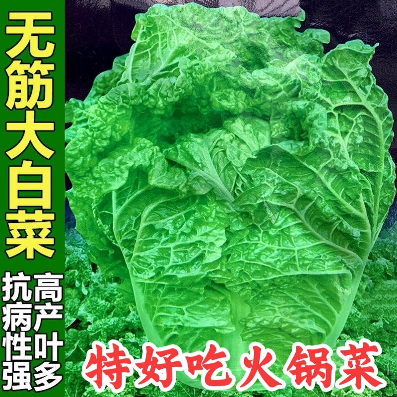火锅白菜种子无筋火锅菜叶多麻叶黄心大白菜种籽四季农家蔬菜种孑