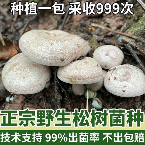 喷水就出菇不挑土壤送种植技术