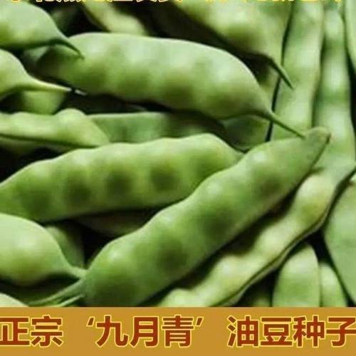 九月青油豆种子高产四季种植