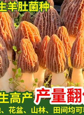喷水就出菇不挑土壤四季种植