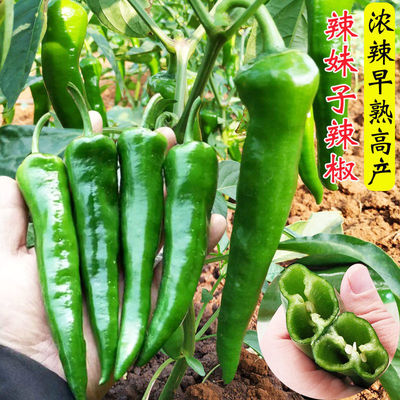 湖南15号辣妹子辣椒种子青椒红椒干椒辣椒种籽高产春秋季四季蔬菜