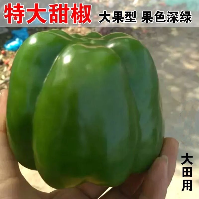 甜椒种子彩色甜椒灯笼椒青椒柿子