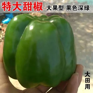 甜椒王种子彩色甜椒灯笼椒青椒柿子椒种籽高产抗病大田基地种孑