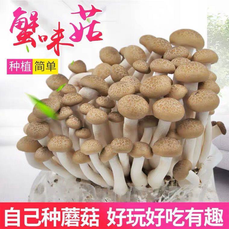 喷水就出菇不挑土壤四季种植