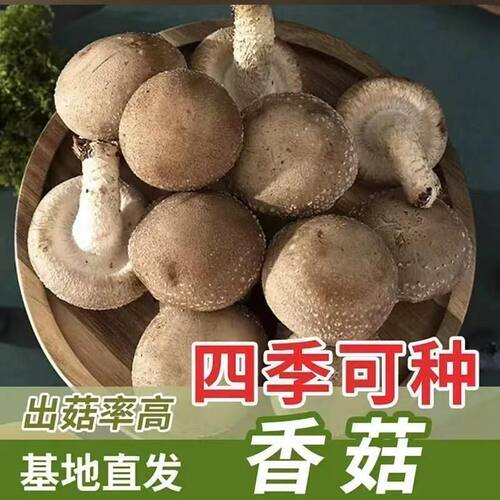 喷水就活，不挑土壤，四季种植