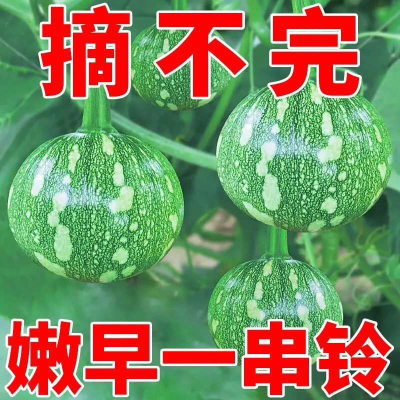 小南瓜种子高产四季种植