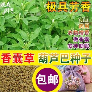 香草种子香囊草驱蚊草制作香包藿香薄荷中华香草籽做调料香枕四季