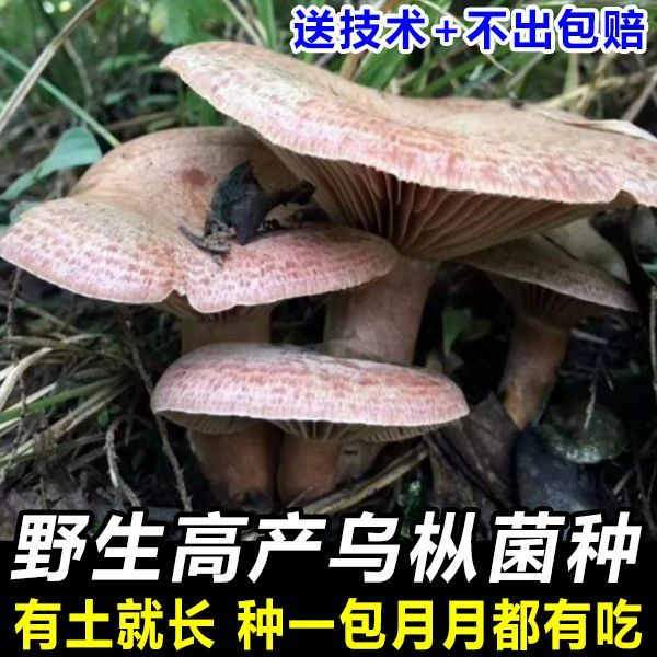 野生菌种优质松树枞菌菌种乌枞居家枞树黄碟种植可种松菌菌种家种