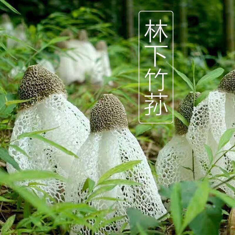 喷水就出菇不挑土壤四季种植