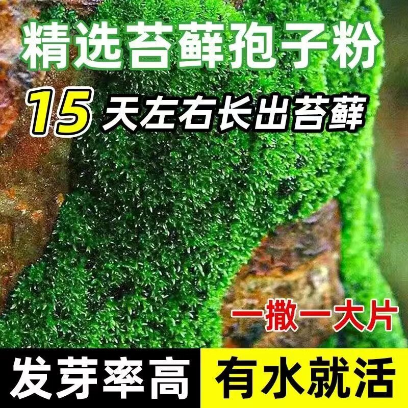 苔藓青苔植物种子吸水上水石盆栽假山盆铺面微景观孢子粉四季鲜活