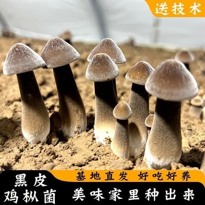 云南鸡油菌种高产食用菌鸡枞菌包蘑菇种植包室内阳台四季盆景盆栽