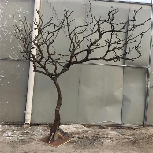 干树枝造景干枝树干许愿树枯w树室内庭院造型树枝干原木树枝装饰