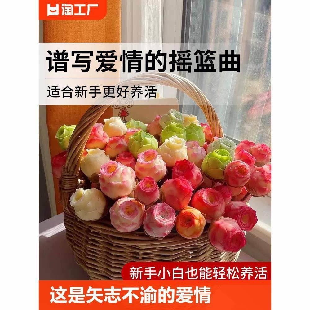 山地玫瑰多肉老桩植物室内盆栽粉耶罗鸡蛋绿植花卉客厅阳台带盆,鲜花速递/花卉仿真/绿植园艺,多肉植物,淘宝优惠券,粉丝福利购,淘宝优惠卷