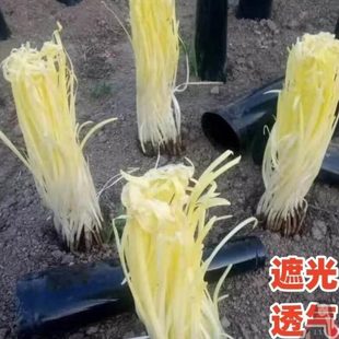 PVC蒜遮阳软套化种植遮光黄光韭罩黄圆锥形筒透气隔子韭黄黑农用