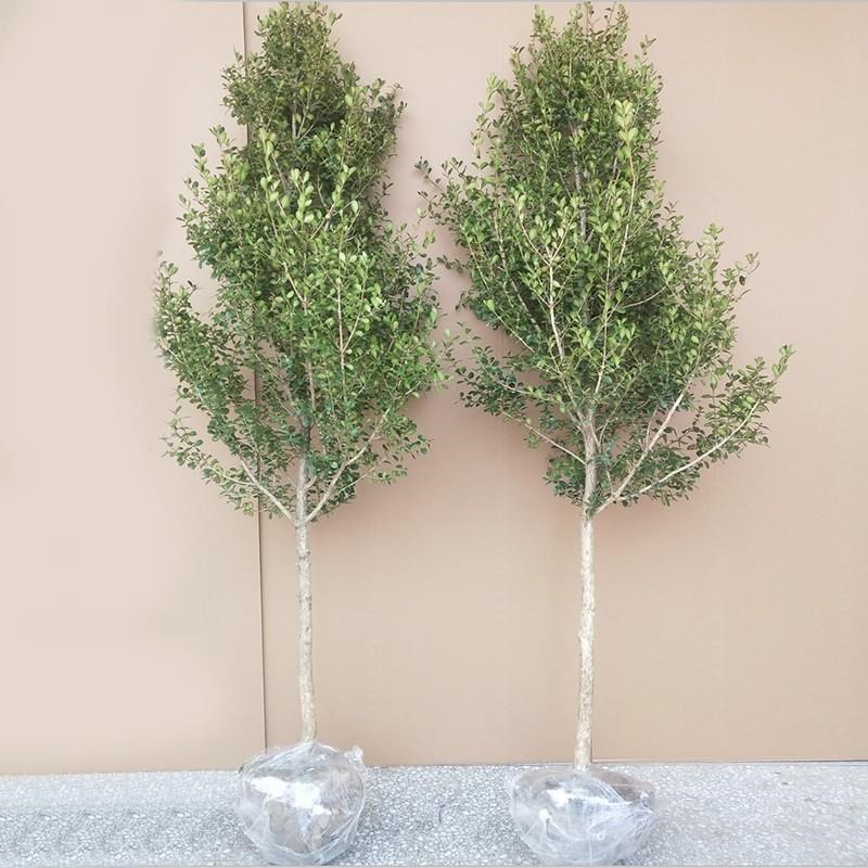 独杆黄杨树苗素材耐寒小叶瓜子黄杨高杆树桩文人庭院绿化独杆小苗