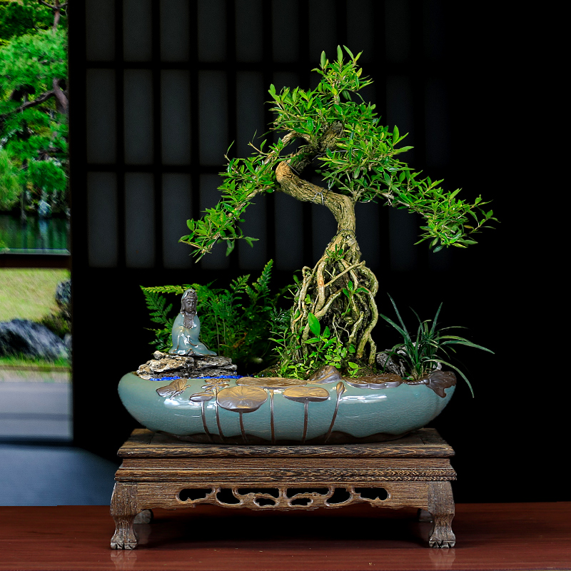 六月雪盆景老桩提根造型树桩植物室内客厅L办公室绿植盆栽四季常