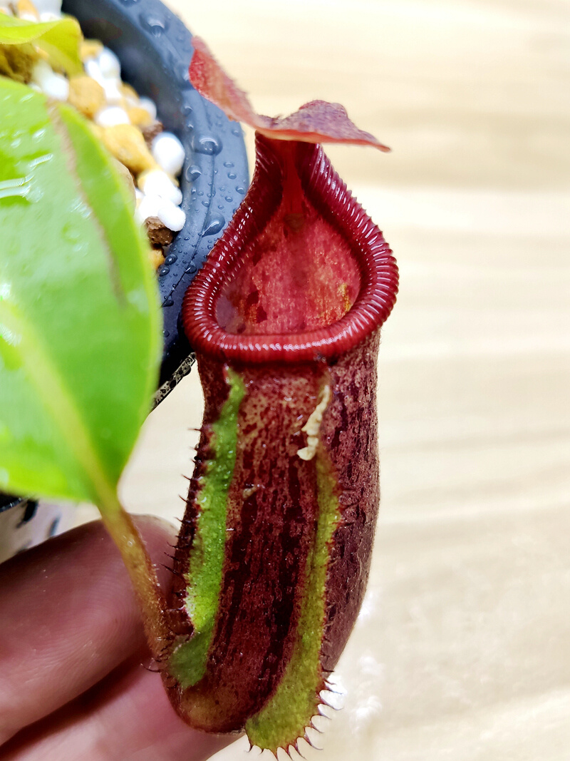 劳氏大猪惊奇交有腺鞍型猪笼草食虫植物非常可爱漂亮的笼子稀有ep