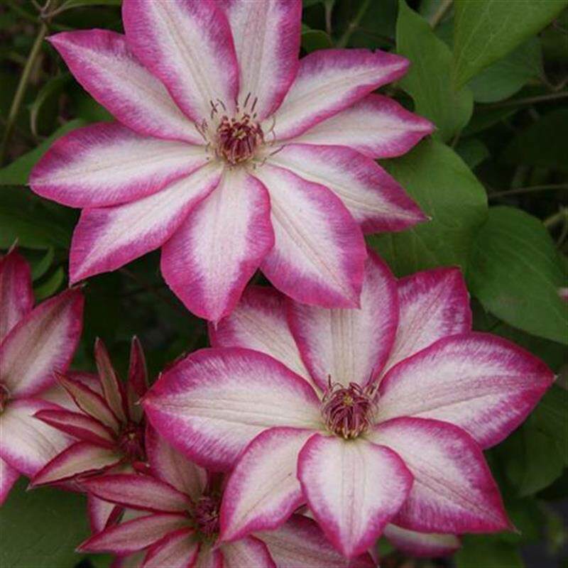 铁线莲花边石竹