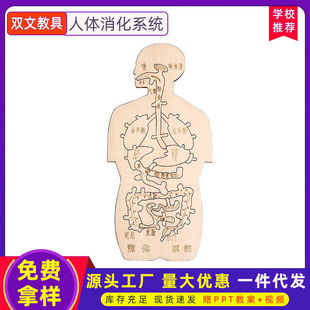 消化系统木趣味人体器官认知模型科技小制作手工diy简易自制 材料