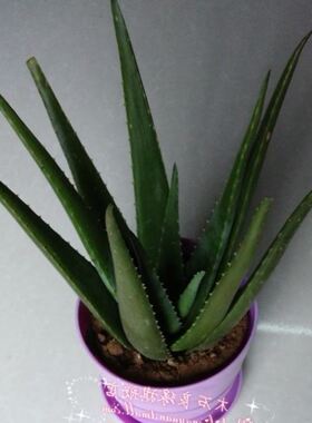 Aloe potted aloe plant aloe vera aloe beauty aloe aloe edibl