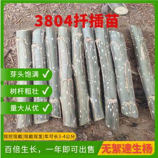 杨树苗3412白杨速生苗3804无絮杨扦插段杨绿化植物造林107扦插苗