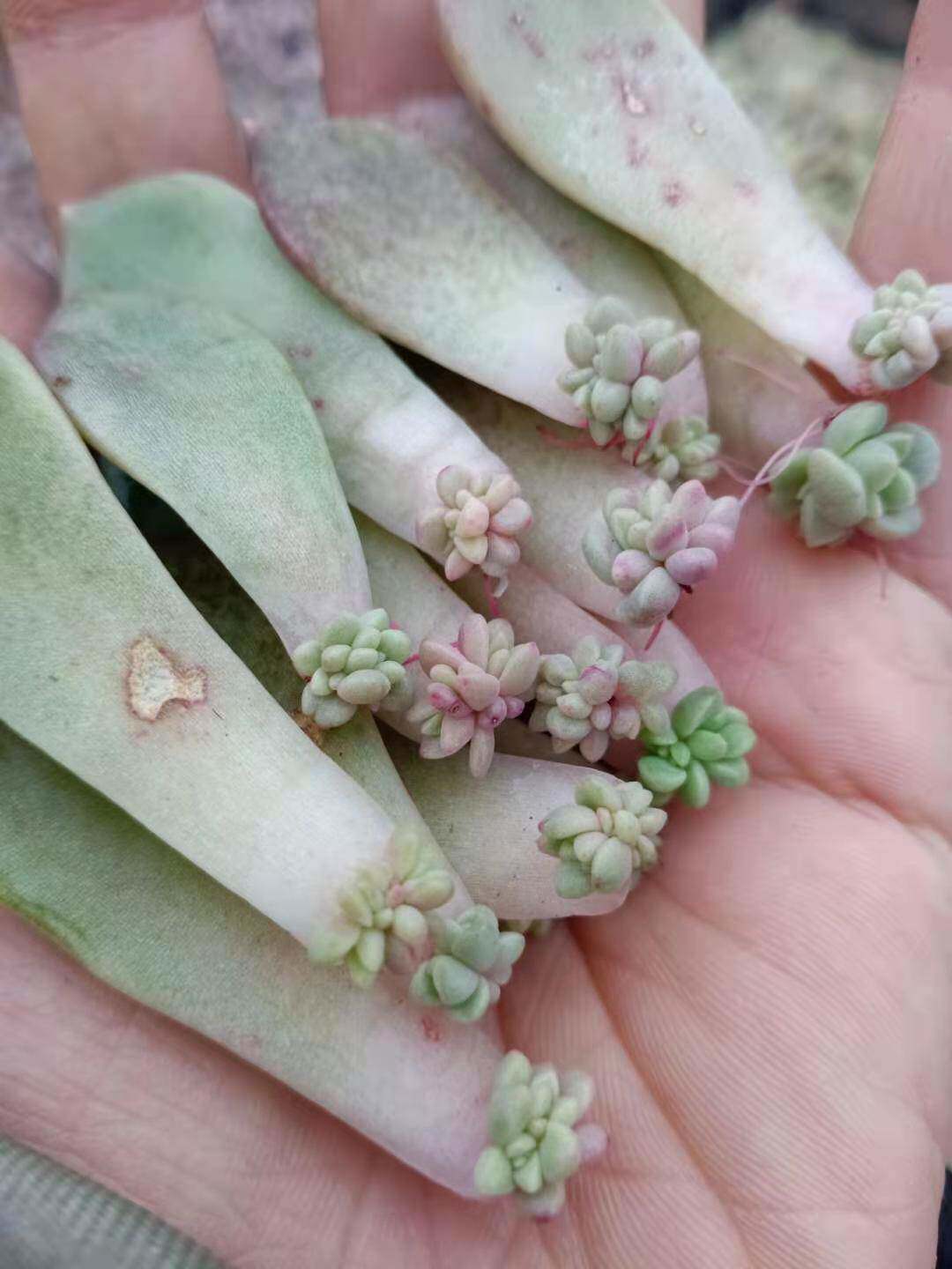 多肉紫乐30棵叶插小苗13.99包邮带芽紫乐胧月冬美人璀璨淡雪叶片