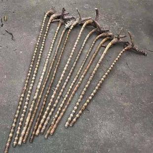 实心金丝竹拐杖手仗教鞭龙血手把件手串原料棕竹武术棍登山棒毛料