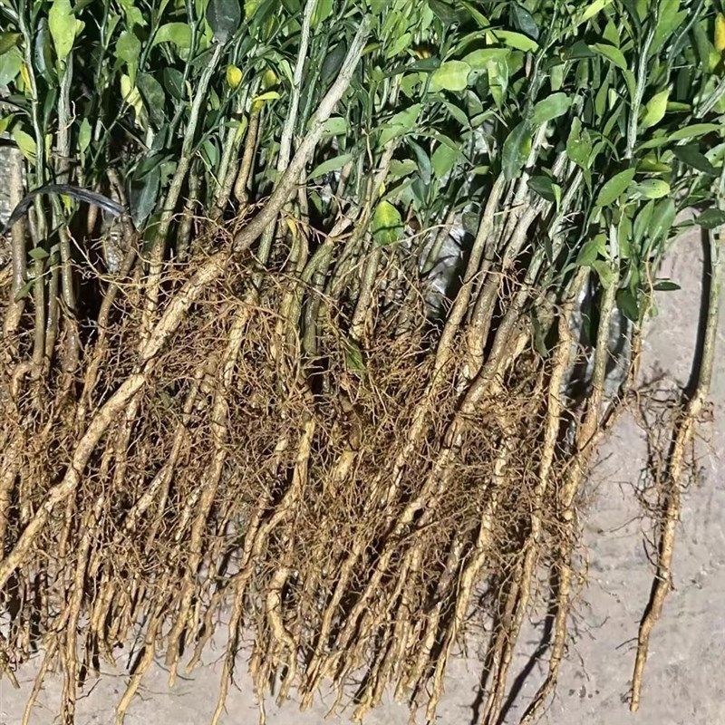 香橙砧木苗小叶软枝香橙苗柑橘嫁接香橙小苗香橙芽苗小叶香橙