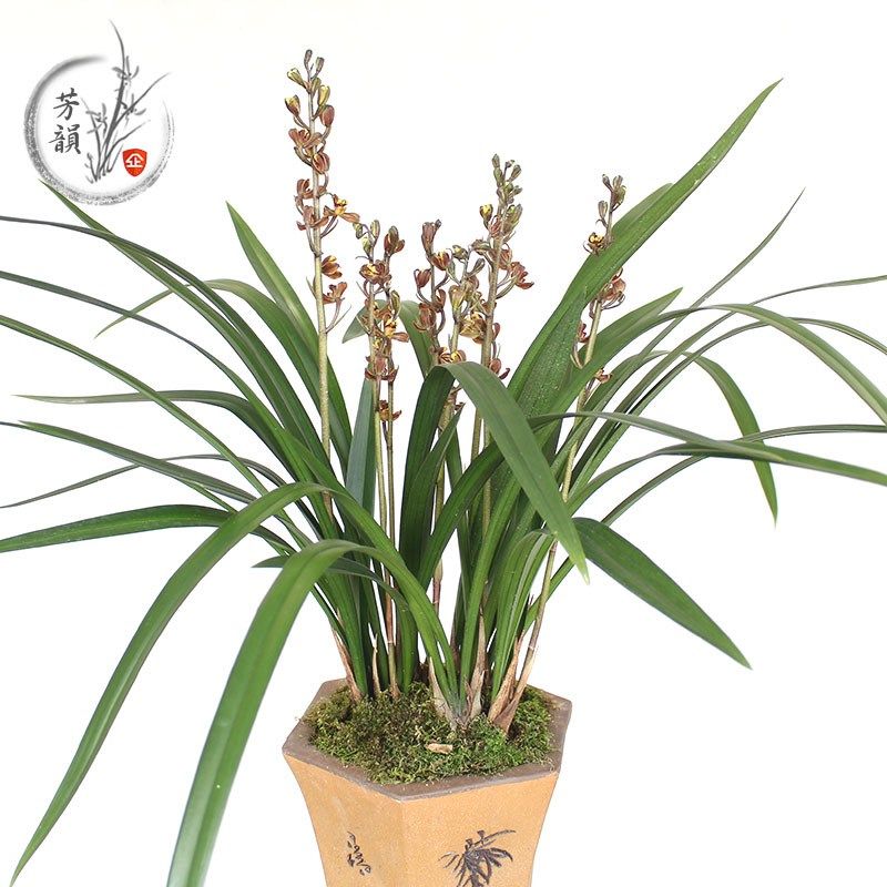 闽南大梅墨兰兰花苗 办公室室内盆栽绿植吸甲醛净化空气庭院植物,个性定制/设计服务/DIY,明信片定制,淘宝优惠券,粉丝福利购,淘宝优惠卷