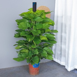 大绿萝盆栽 吸收甲醛办公室走廊客厅常绿观叶植物广佛满购包邮哦