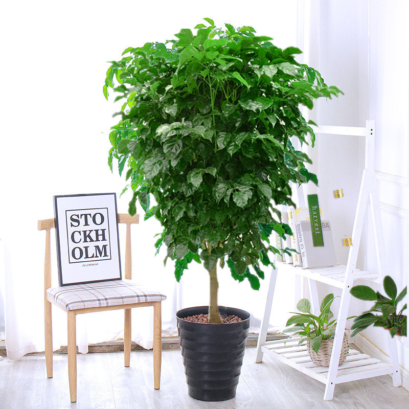 幸福树绿宝树大型网红盆栽四季绿植室内吸甲醛净化空气平安树植物,个性定制/设计服务/DIY,明信片定制,淘宝优惠券,粉丝福利购,淘宝优惠卷