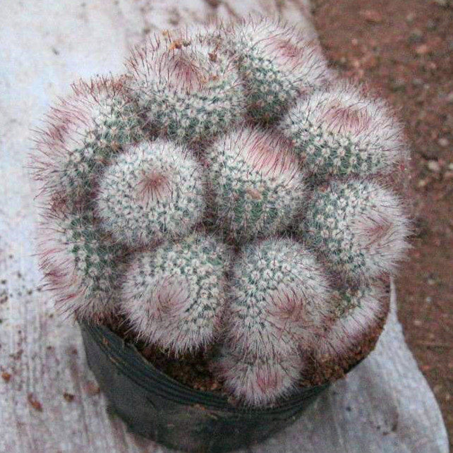 仙人球群生红芙蓉多头南国生多肉落地8-12cm盆栽绿植吸收甲醛阳台,个性定制/设计服务/DIY,明信片定制,淘宝优惠券,粉丝福利购,淘宝优惠卷