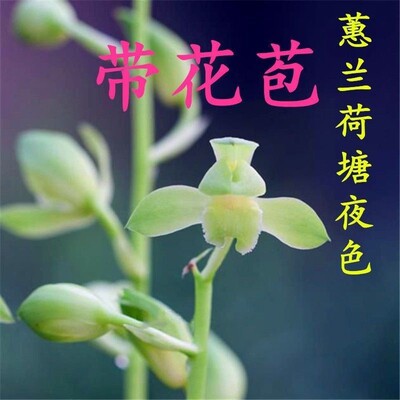 带花苞惠兰高档兰花浓香型绿植