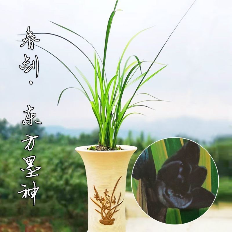 带花苞春剑老种色花【东方墨神】黑花黑素冬季室内绿植花卉兰花苗