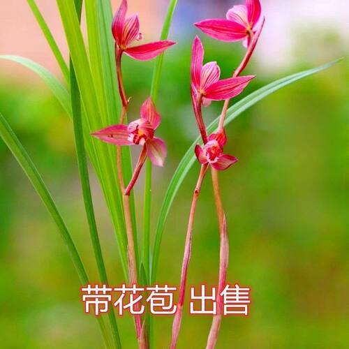 胭脂红办公室花苞新品兰花大全带