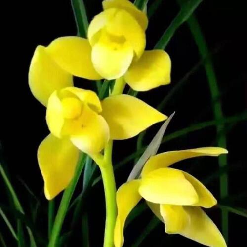 花苞贵州盆栽黄素黄花浓香当年带