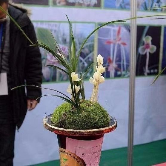 春兰带花苞开花浓香型绿植