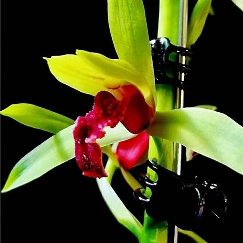 浓香型蕙兰花苞开花至尊红颜花苗