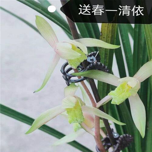 浓香型花苞花苗新品内外懒人盆栽