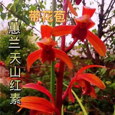 带花苞兰花浓香蕙兰大全【天山红素】红花彩花素室内阳台绿植盆栽
