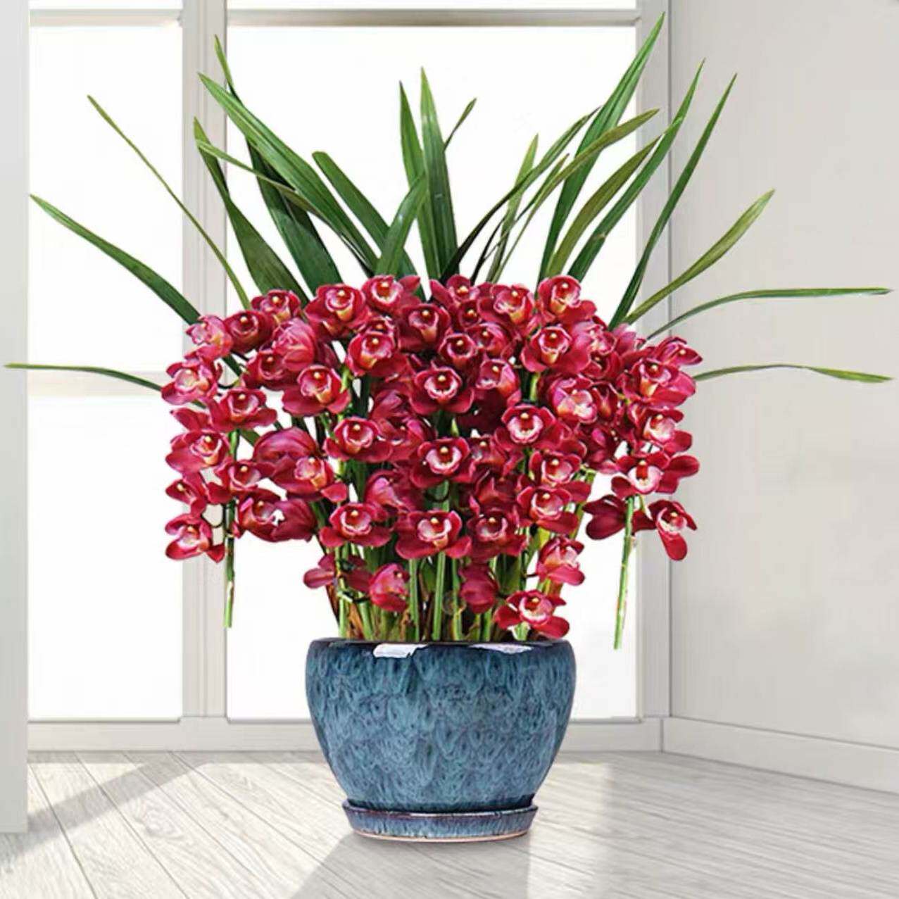 建兰浓香型兰花苗大花蕙兰【贵妃红花】室内外常青花卉大全绿植物