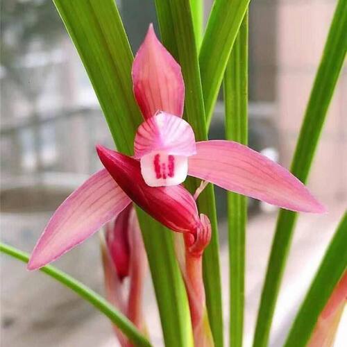 浓香型花苞兰花品种苗壮内外花卉