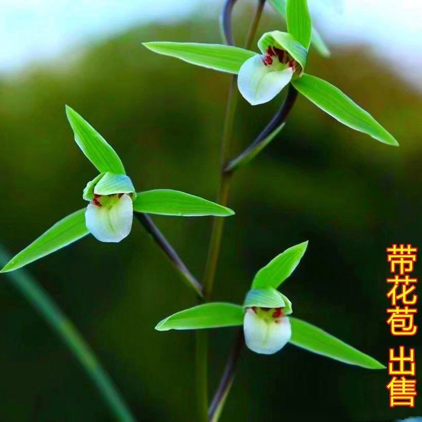 寒兰带花苞兰花苗细叶【青龙】阳台花卉室内外开花浓香型植物盆栽