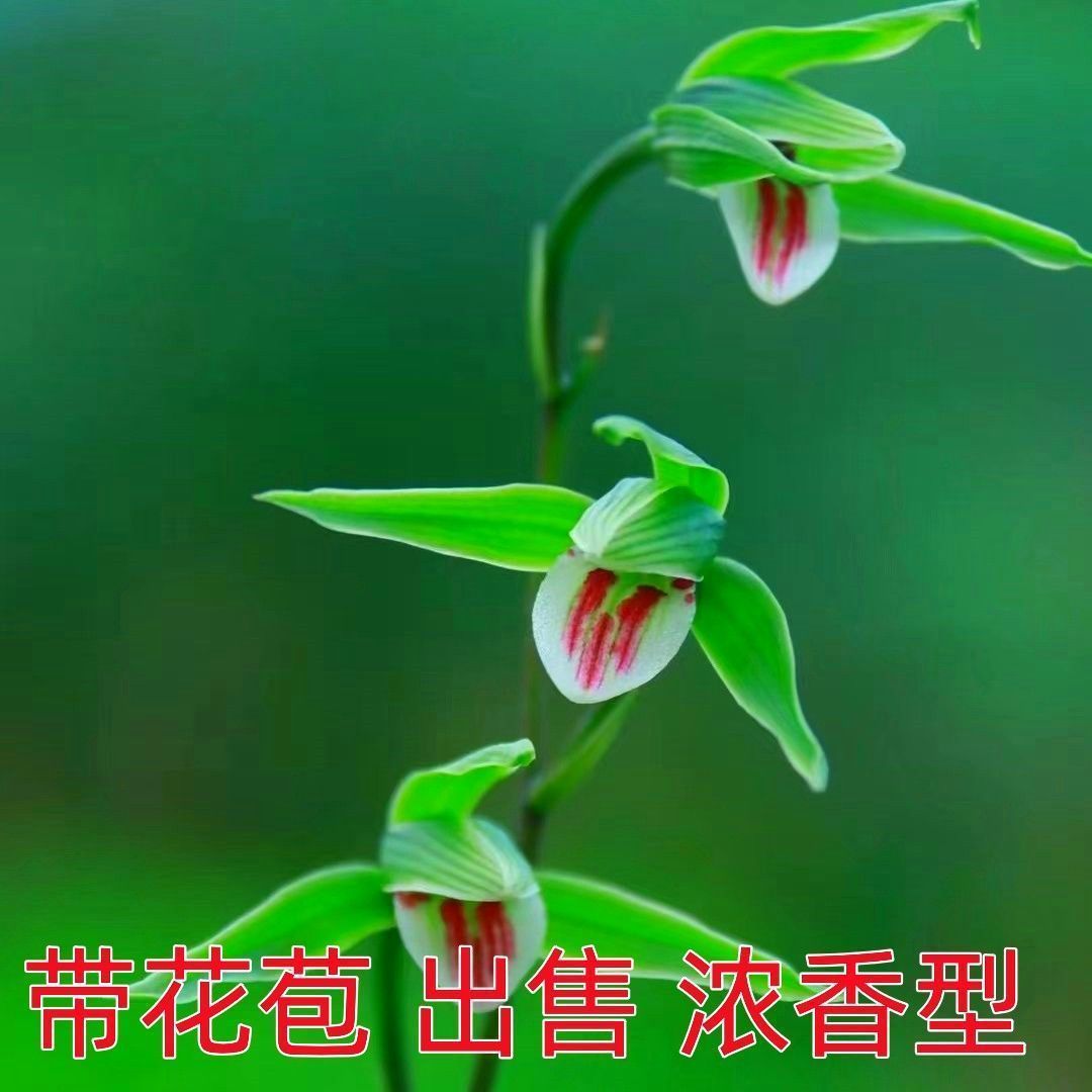 带花苞兰花名贵春兰【小青】新品选育培育品盆栽植物阳台室内花卉